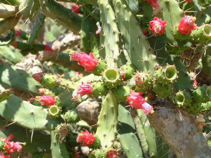 Opuntia (Nopalea) auberi Dscf1527